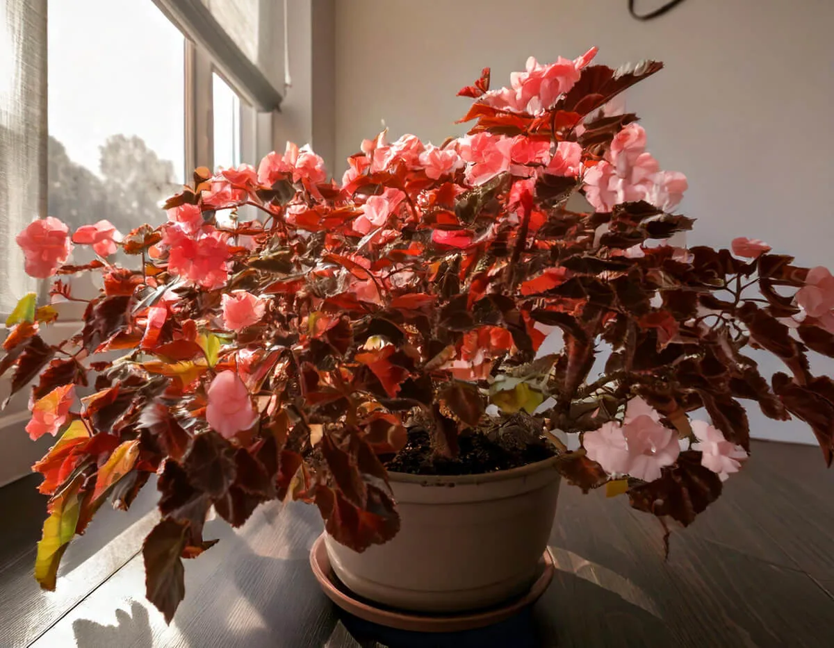 Μπεγόνια - Begonia