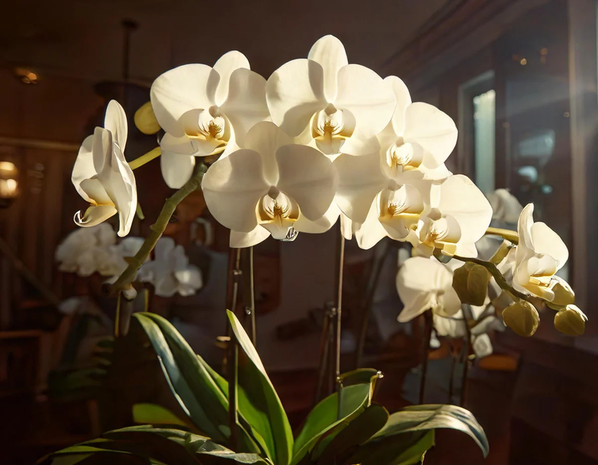 Συμβουλές - Ορχιδέες