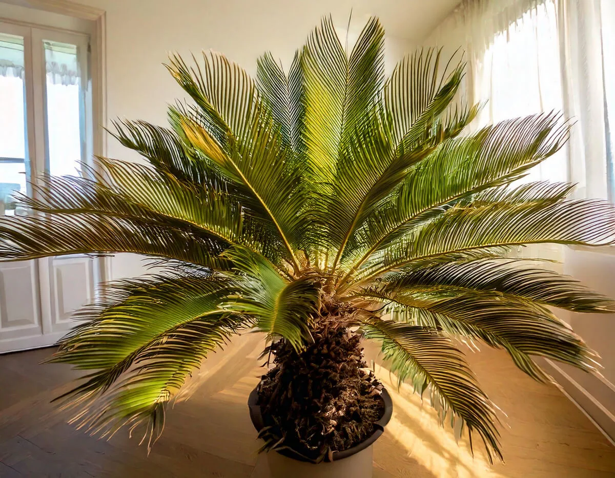 Φοινικιά Σάγκο - Sago Palm